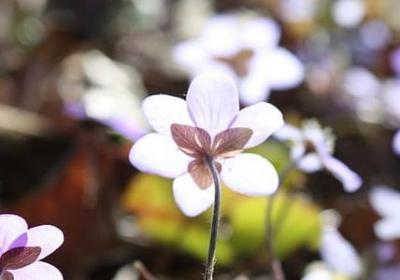 送给弟弟的祝福语(70句) 送给弟弟的祝福语(70句)