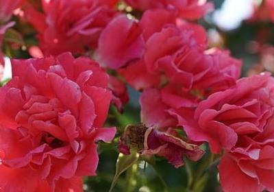 送给老师祝福语(实用50句) 送给老师祝福语(实用50句)