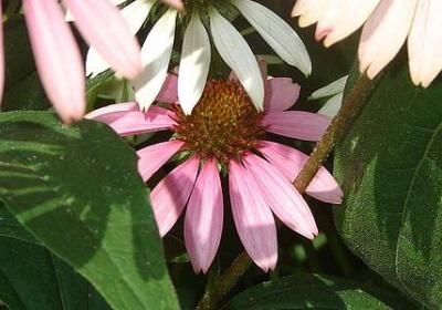 送给准妈妈的祝福语(汇总50句) 送给准妈妈的祝福语(汇总50句)