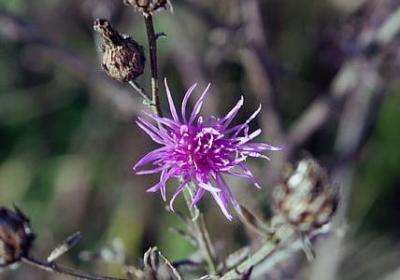 送给女性朋友的生日祝福语(汇总40句) 送给女性朋友的生日祝福语(汇总40句)