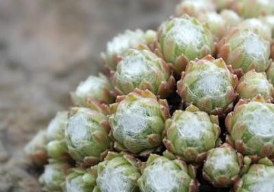 送妈妈的生日祝福语(推荐39句)