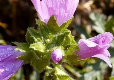 送给新娘的祝福语(实用40句)