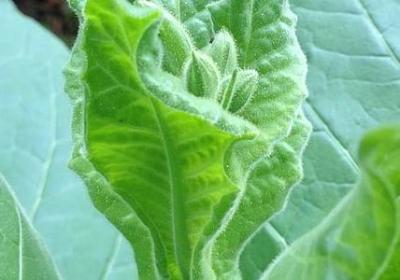 送给死去的人的祝福语(汇总40句)