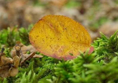 送给侄女的生日祝福语(推荐70句)