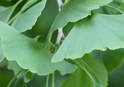 送给母亲生日祝福语(优选40句)