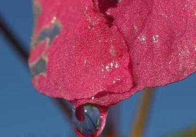 送给女朋友花的祝福语(实用52句)