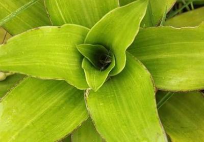 送给老师的新年祝福语(共40句)