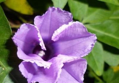 送妈妈生日蛋糕祝福语(实用40句)