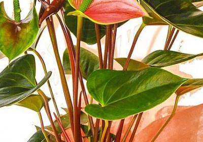 送朋友走的祝福语(90句)