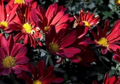 送给一岁宝宝的祝福语(精选40句)