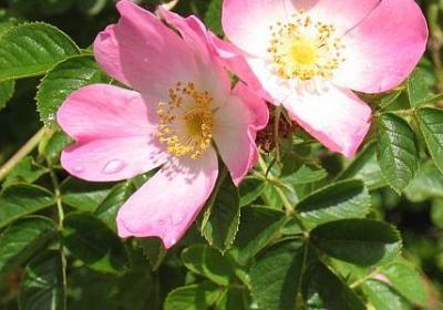 送给学生的祝福语(必备17句)