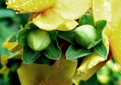 送给女孩的生日祝福语(汇总11句)