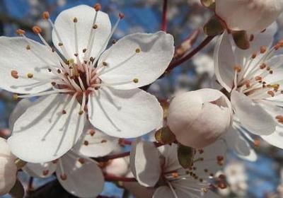 送给姐姐结婚的祝福语(合集39句)