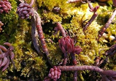 送给新婚的祝福语(40句)