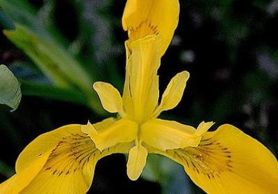 送给儿媳妇生日祝福语(通用50句)