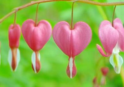 送女儿生日祝福语(优选40句) 送女儿生日祝福语(优选40句)