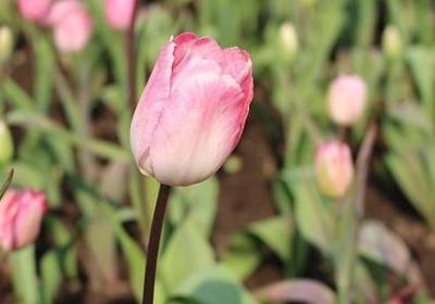 送给美女的生日祝福语(合集40句) 送给美女的生日祝福语(合集40句)