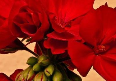 进新家的祝福语(汇总70句) 进新家的祝福语(汇总70句)