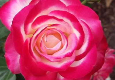 送给女朋友的生日祝福语(合集40句) 送给女朋友的生日祝福语(合集40句)