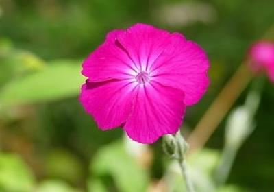 送给妈妈生日祝福语(50句) 送给妈妈生日祝福语(50句)