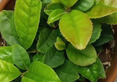 送手表的祝福语(优选70句) 送手表的祝福语(优选70句)