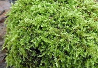 送父母的祝福语(推荐50句)