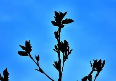 送梳子的祝福语(必备40句)