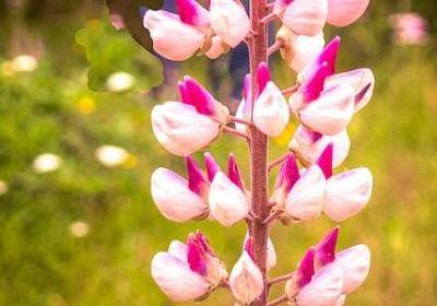 送给宝贝的生日祝福语(必备60句)