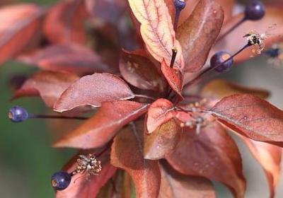 送给外甥女的祝福语(优选50句) 送给外甥女的祝福语(优选50句)