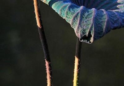 送朋友鲜花祝福语(通用40句) 送朋友鲜花祝福语(通用40句)