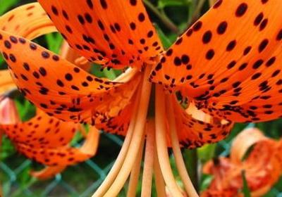 送给婆婆的生日祝福语(优选55句) 送给婆婆的生日祝福语(优选55句)