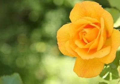 送给女儿生日的祝福语(合集50句)