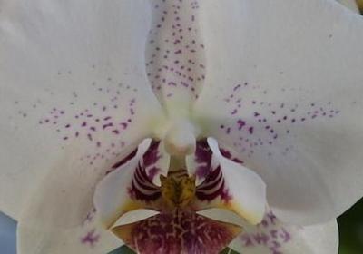 送给新婚夫妇的祝福语(通用40句)