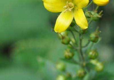 送给外婆的生日祝福语(通用40句)