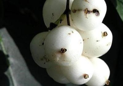 送妹妹出嫁的祝福语(精选10句)