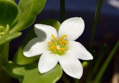 送给妹妹的生日祝福语(精选70句)