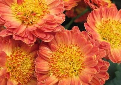 送给满月宝宝的祝福语(推荐11句)