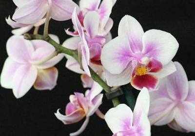 送给女友的生日祝福语(通用51句) 送给女友的生日祝福语(通用51句)