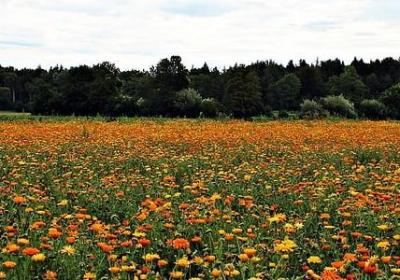 送棒棒糖的祝福语(推荐50句) 送棒棒糖的祝福语(推荐50句)