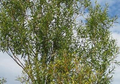 送给同学的生日祝福语(60句) 送给同学的生日祝福语(60句)