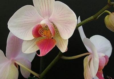 送给少数民族的祝福语(15句) 送给少数民族的祝福语(15句)