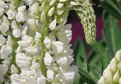 送给老师的祝福语10字(汇总70句)