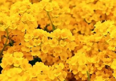 送满天星祝福语(共40句)