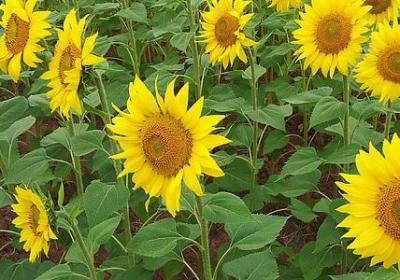 送儿子的祝福语(共70句)