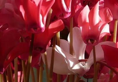 送给姐姐生日祝福语(热门40句)