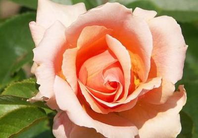 送母亲的生日祝福语(推荐50句)