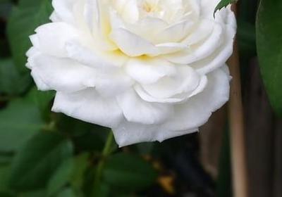 送给母亲的贺卡祝福语(推荐51句)