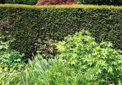 送给母亲的祝福语(推荐50句)