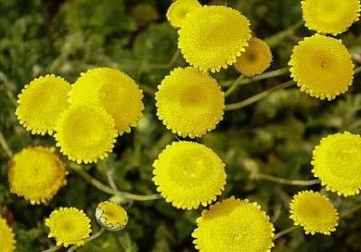 送姐姐祝福语(推荐70句)