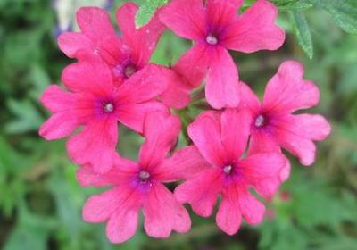 送寿桃的祝福语(汇总78句)